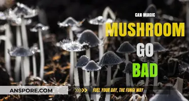 Do Magic Mushrooms Expire? Shelf Life and Storage Tips