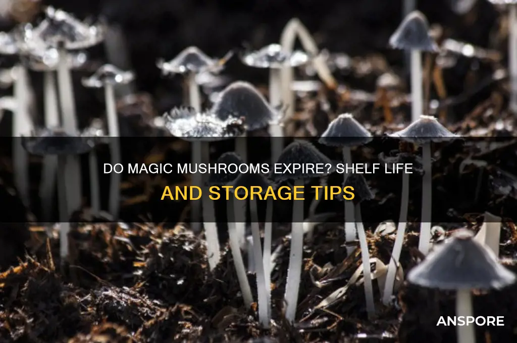 can magic mushrooms go bad