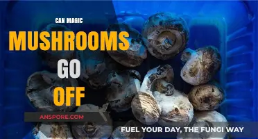 Do Magic Mushrooms Expire? Shelf Life and Safety Tips
