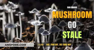 Do Magic Mushrooms Expire? Shelf Life and Storage Tips
