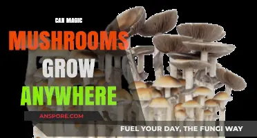 Can Magic Mushrooms Thrive in Any Environment? Exploring Growth Conditions