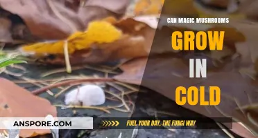 Cold Climate Psilocybin: Can Magic Mushrooms Thrive in Chilly Conditions?