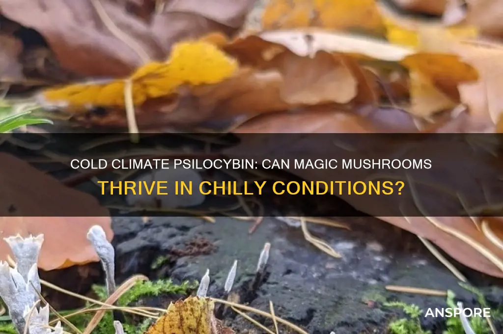 can magic mushrooms grow in cold