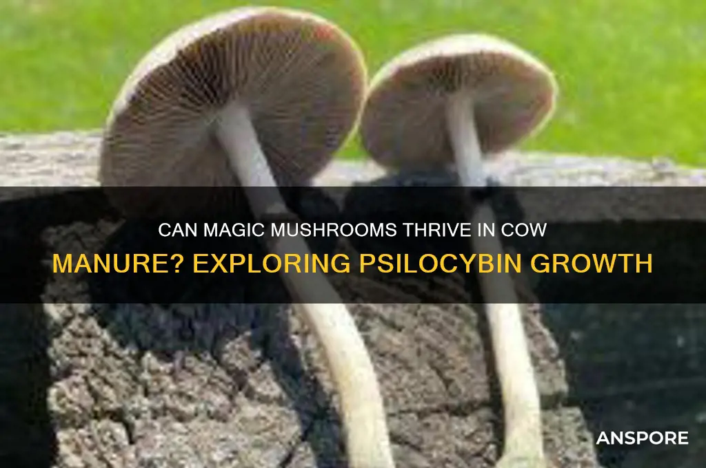 can magic mushrooms grow in cow poop