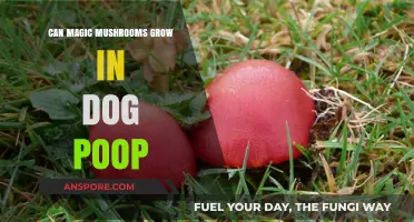 Can Magic Mushrooms Thrive in Dog Poop? Surprising Facts Revealed