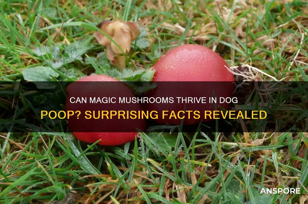 can magic mushrooms grow in dog poop