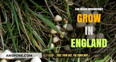 Can Magic Mushrooms Thrive in England's Climate and Soil Conditions?