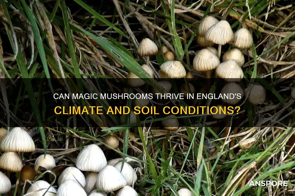 can magic mushrooms grow in england