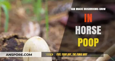 Can Magic Mushrooms Thrive in Horse Manure? Exploring Psilocybin Growth