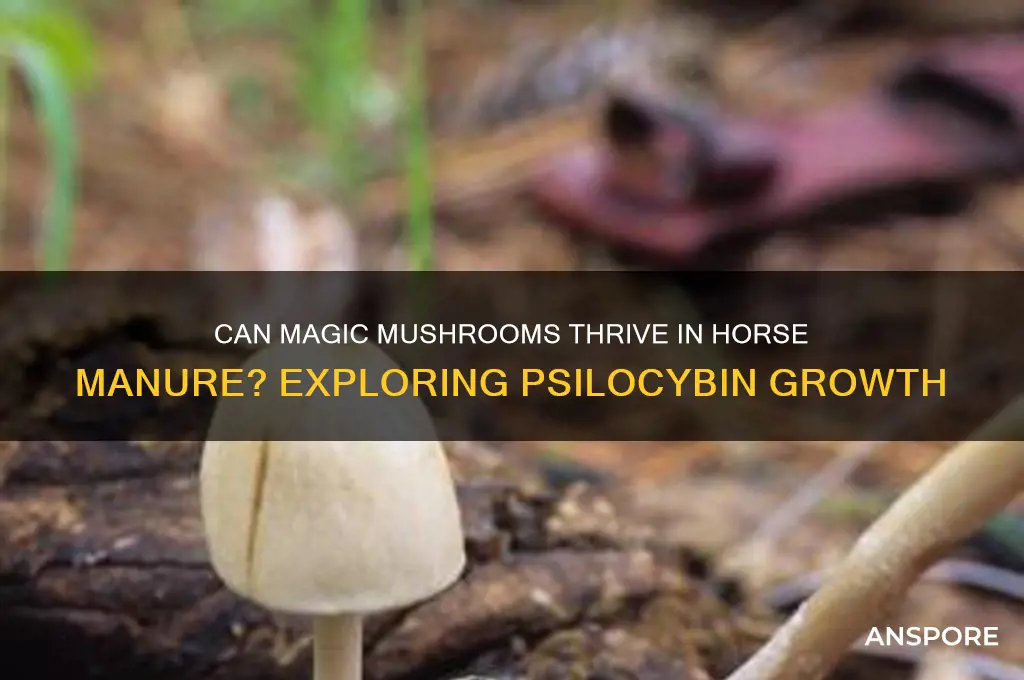 can magic mushrooms grow in horse poop