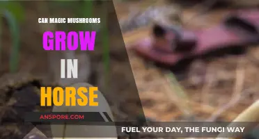 Can Magic Mushrooms Thrive in Horse Manure? Exploring the Possibility