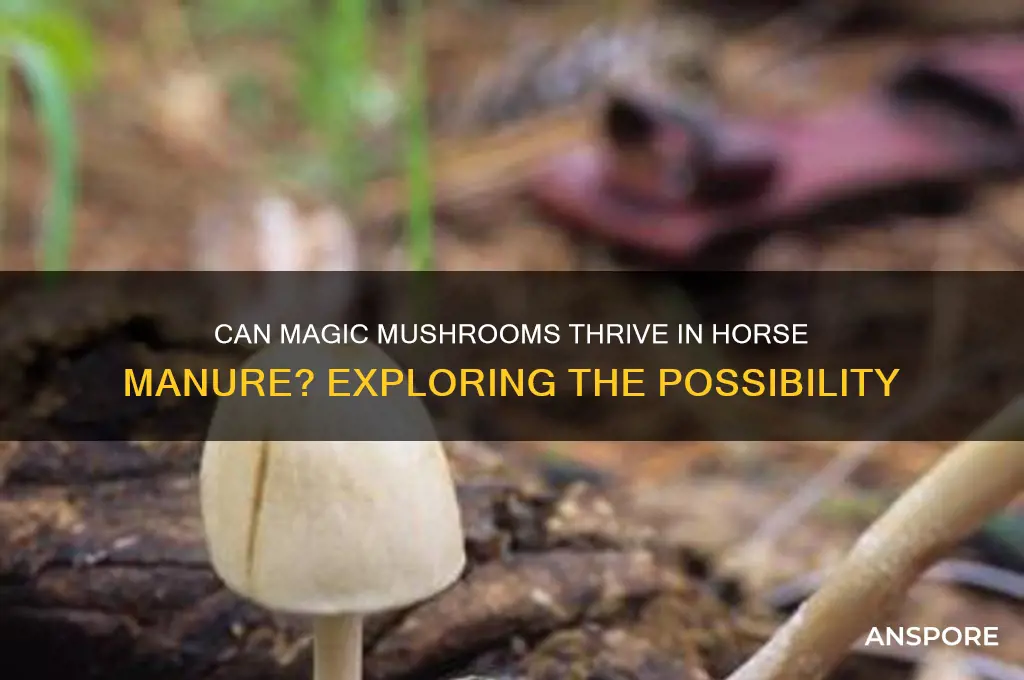 can magic mushrooms grow in horse