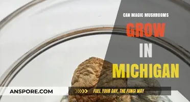 Exploring Psilocybin: Can Magic Mushrooms Thrive in Michigan's Climate?