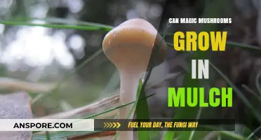 Can Magic Mushrooms Thrive in Mulch? Exploring Psilocybin Cultivation
