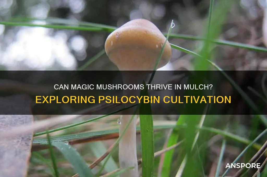 can magic mushrooms grow in mulch