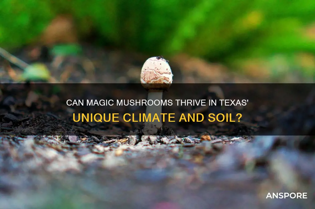 can magic mushrooms grow in texas