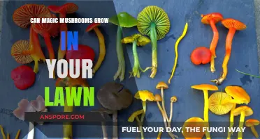 Can Magic Mushrooms Sprout in Your Lawn? Unveiling the Truth