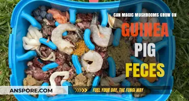 Can Guinea Pig Poop Cultivate Psychedelic Mushrooms? Exploring the Possibility