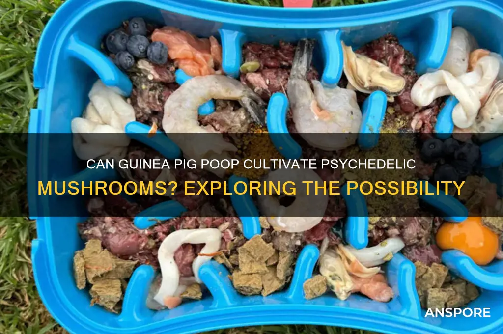 can magic mushrooms grow on guinea pig feces