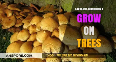 Can Magic Mushrooms Thrive on Trees? Exploring Psilocybin's Natural Habitat