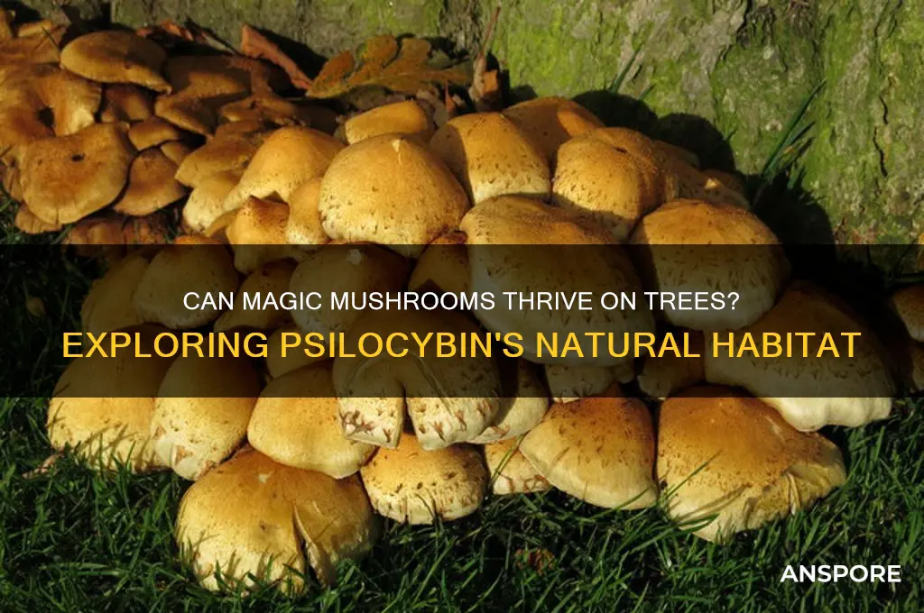 can magic mushrooms grow on trees