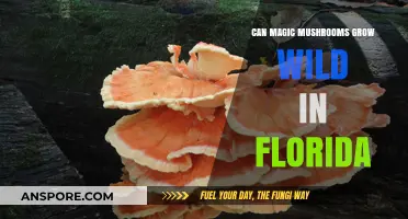 Exploring Florida's Wild Magic Mushrooms: Natural Growth Possibilities