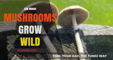 Exploring Nature's Psychedelic Secrets: Do Magic Mushrooms Grow Wild?