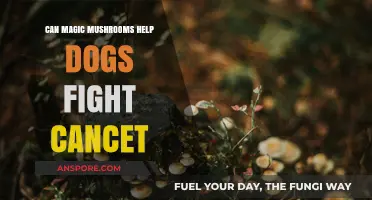 Magic Mushrooms for Dogs: A Potential Cancer-Fighting Treatment?