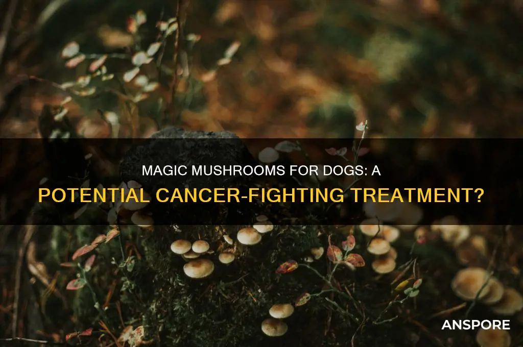 can magic mushrooms help dogs fight cancet