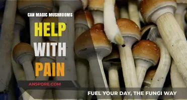 Exploring Magic Mushrooms' Potential as a Natural Pain Relief Solution