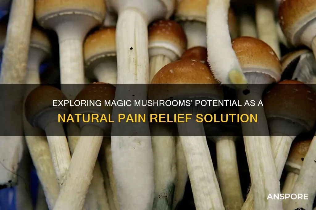 can magic mushrooms help with pain