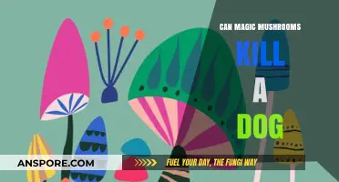 Magic Mushrooms and Dogs: Understanding the Lethal Risks Involved