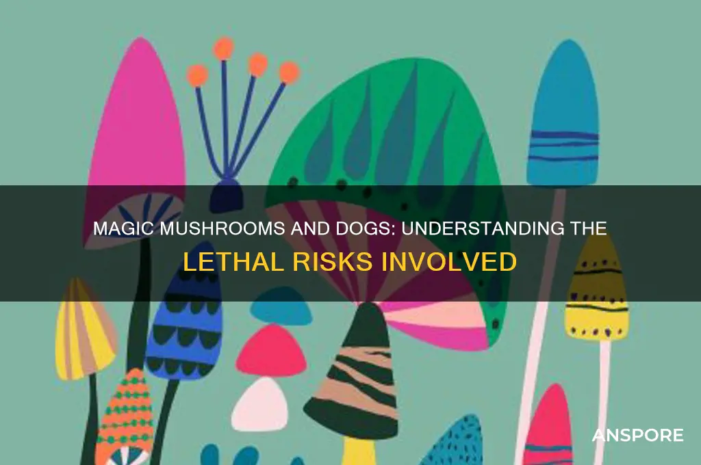 can magic mushrooms kill a dog