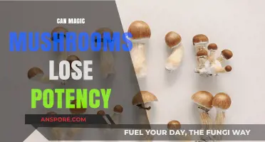Do Magic Mushrooms Lose Potency Over Time? Key Factors Explained