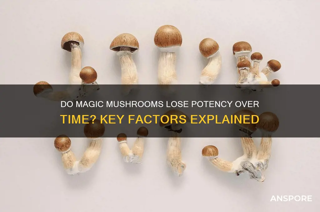 can magic mushrooms lose potency
