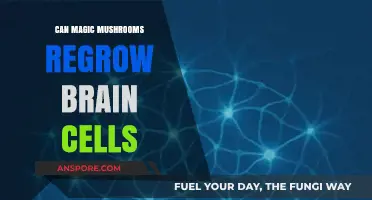 Magic Mushrooms and Neurogenesis: Can Psilocybin Regrow Brain Cells?