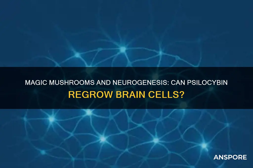 can magic mushrooms regrow brain cells