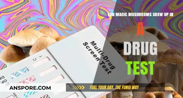 Do Magic Mushrooms Appear in Standard Drug Tests? What to Know
