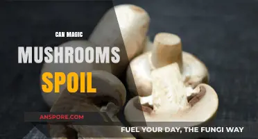 Do Magic Mushrooms Expire? Shelf Life and Storage Tips Revealed