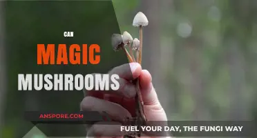 Exploring the Potential Benefits and Risks of Magic Mushrooms