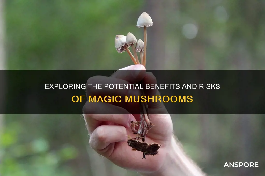 can magic mushrooms