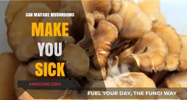 Can Maitake Mushrooms Cause Illness? Exploring Potential Side Effects