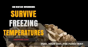 Maitake Mushrooms and Frost: Can They Survive Freezing Temperatures?