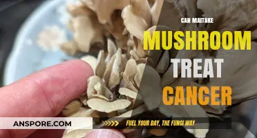 Maitake Mushrooms: Potential Cancer Treatment or Just a Myth?