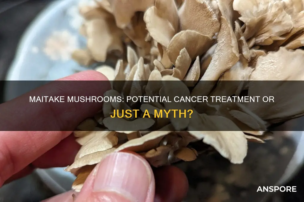 can maitake mushrooms treat cancer
