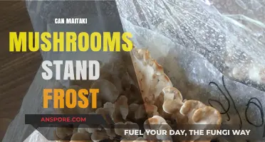 Can Maitake Mushrooms Survive Frost? A Winter Resilience Guide