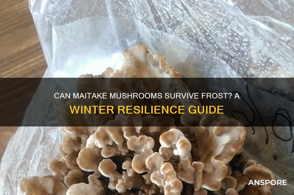 can maitaki mushrooms stand frost