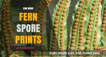 Create Stunning Fern Spore Prints: A Simple DIY Guide