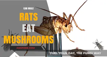 Can Male Rats Safely Eat Mushrooms? A Comprehensive Guide