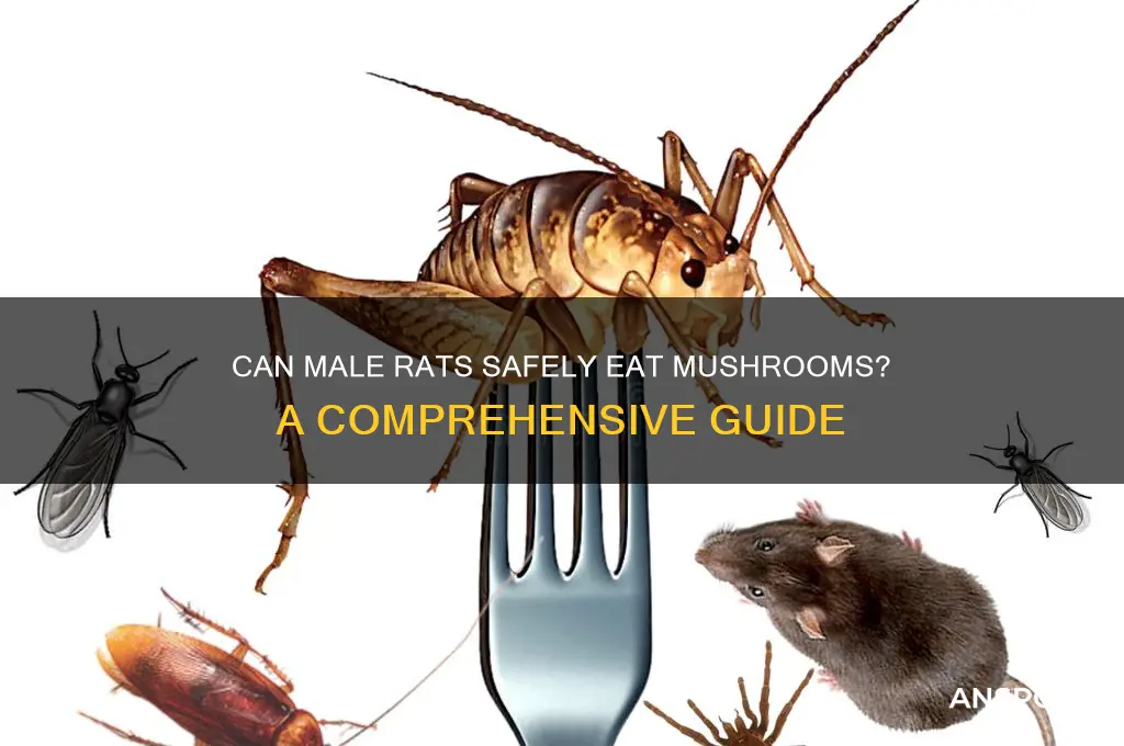 can male rats eat mushrooms